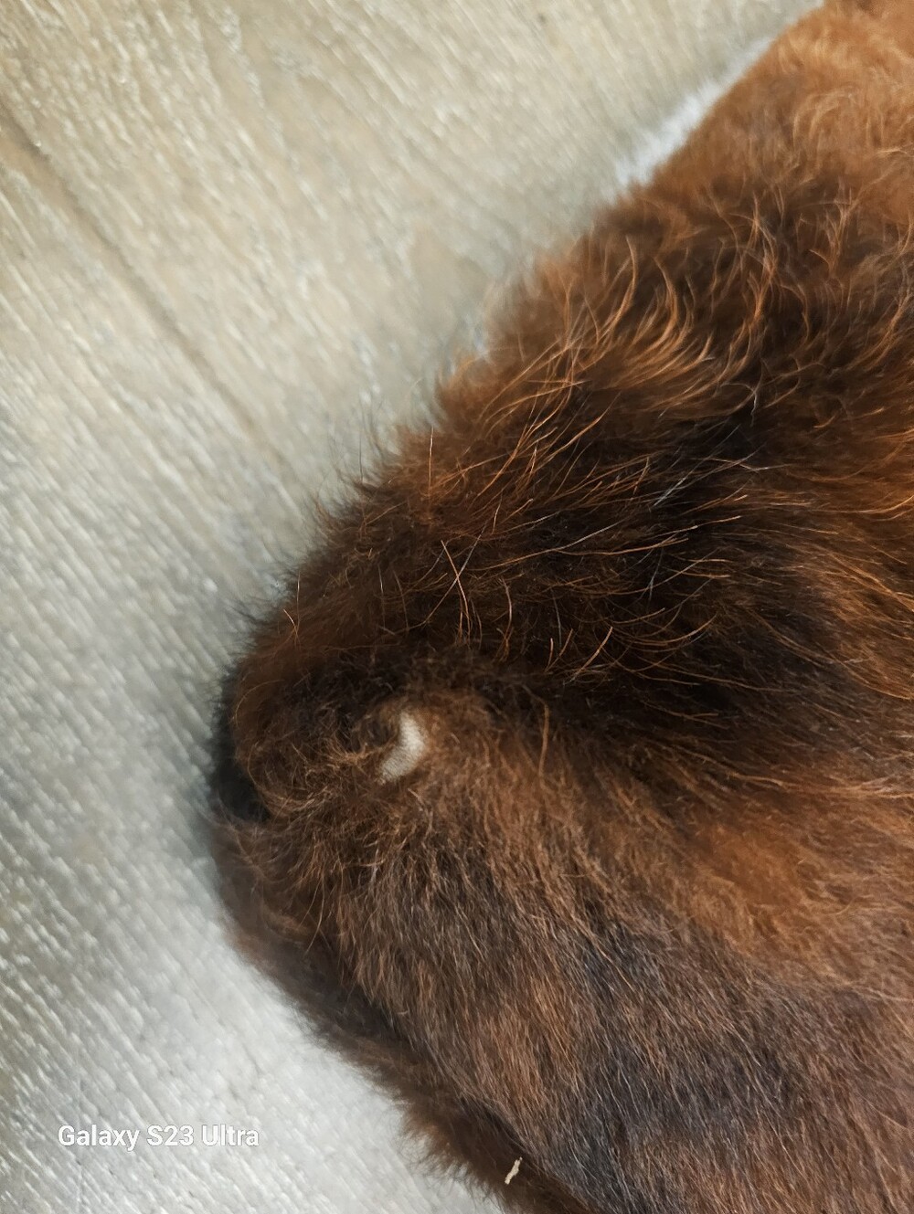 Gilkey Cow Hair Leather Bag - Picture 9 of 13